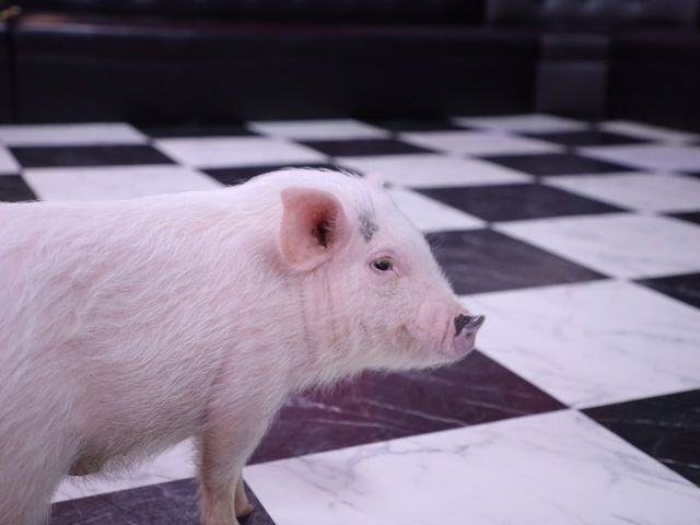 ミニブタカフェ ピグれット