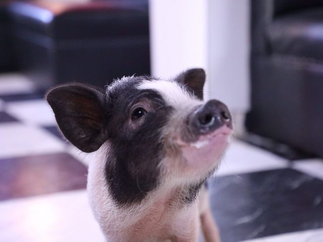 ミニブタカフェ ピグれット