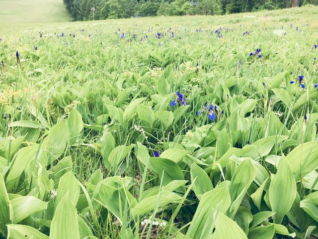 ゲレンデには色々な花が咲き乱れています。_釧路サイクリングツアーズ