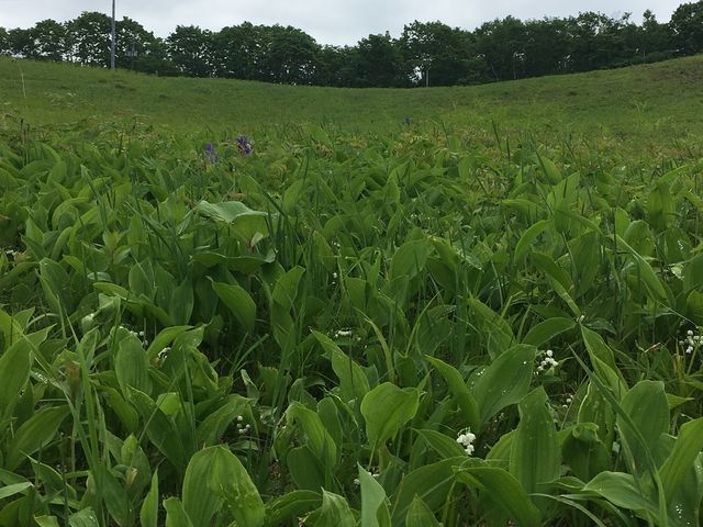 ゲレンデには色々な花々が咲き乱れています。_釧路サイクリングツアーズ