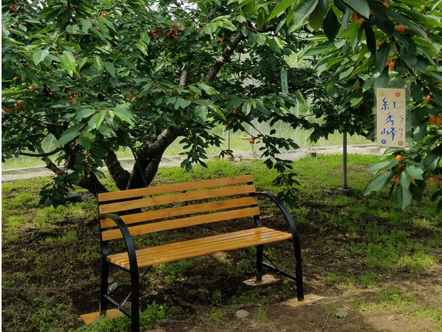 疲れたら休憩をどうぞ_さくらんぼ狩り浅川農園