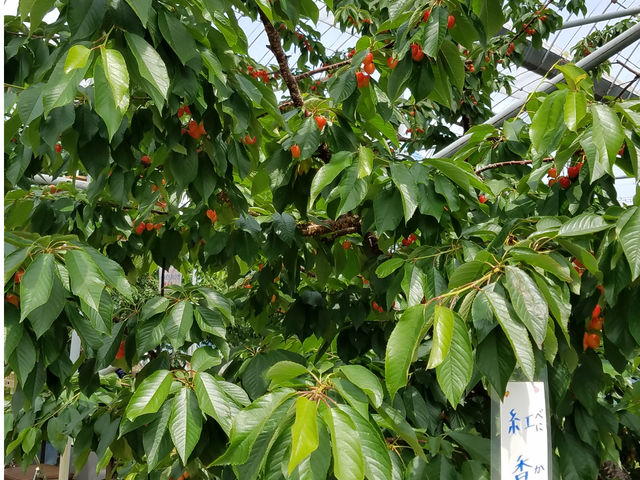さくらんぼ狩り浅川農園