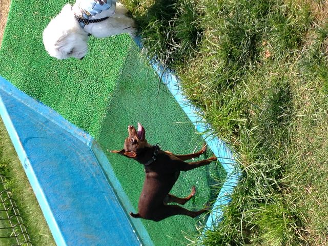 CON DOG RUN