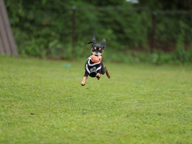 CON DOG RUN