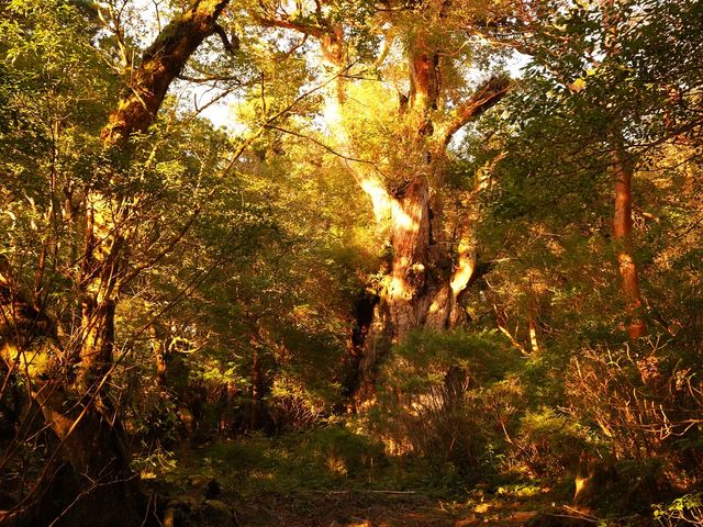 Kichikin Trek 屋久島