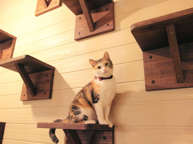 ネコリパブリック 岐阜店