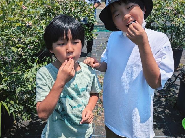 高島ブルーベリーファーム