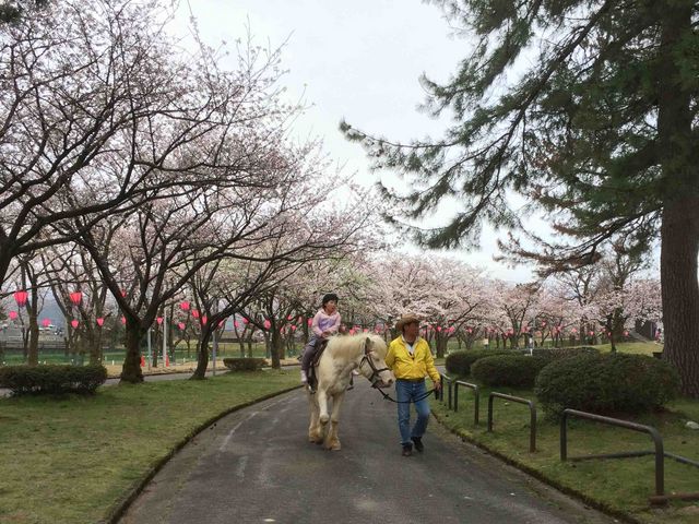 桜の時期は早月川緑地の桜並木で引き馬乗馬体験も。_ふれあい牧場フロンティア