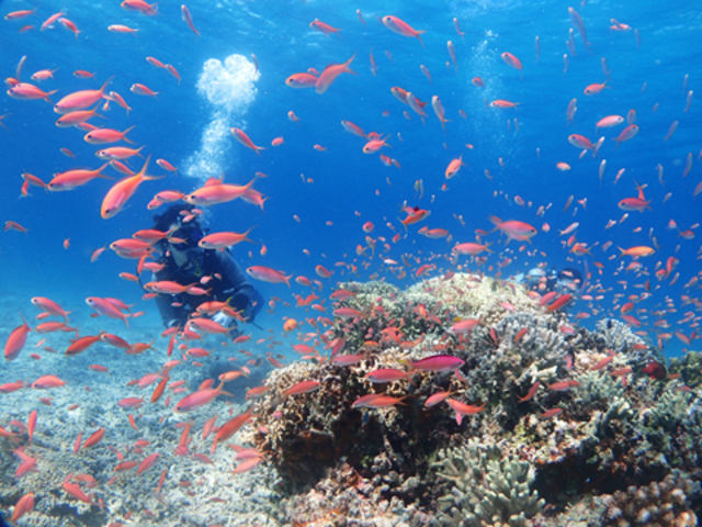 カラフルな魚もたくさんいます_西表 遊びなーら