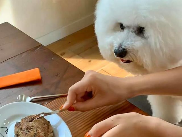 愛犬といっしょに食べるしあわせごはん_&MANDO料理教室