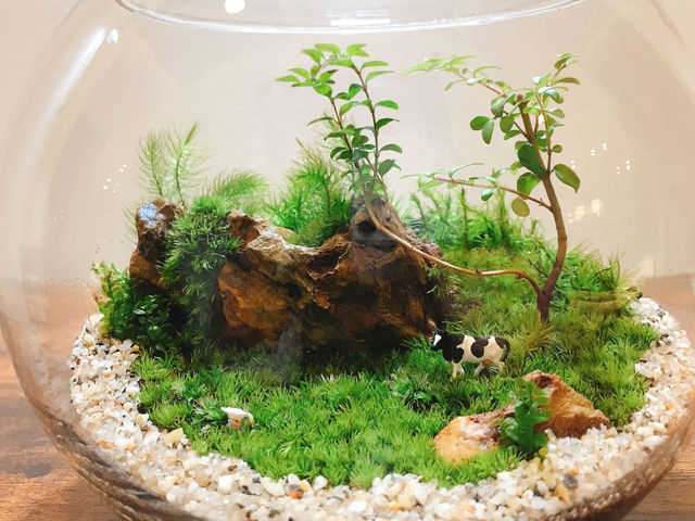 Terrariums 吉祥寺店 by Feel The Garden