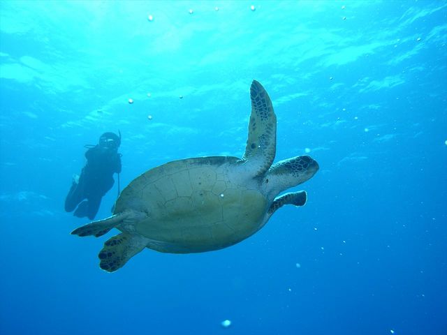 シータイム 石垣島
