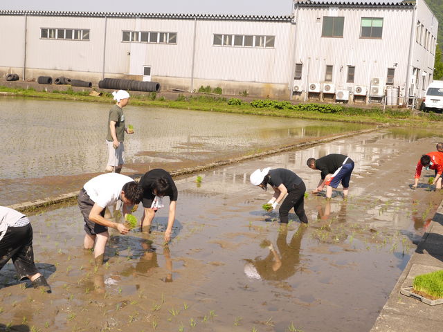 毎年、社員で田植えから稲刈りまで体験研修をしています。_福井精米株式会社