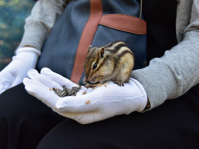 オホーツクシマリス公園
