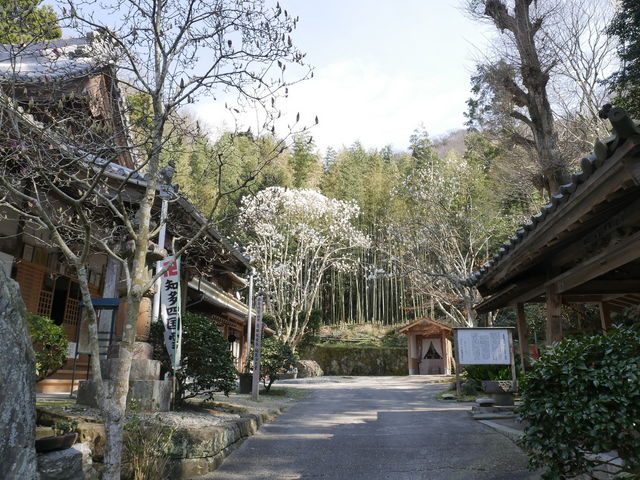 もくれん観音 大宝寺