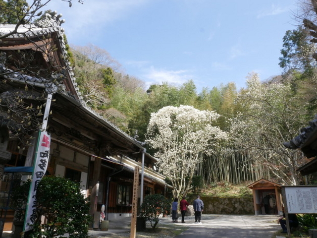 もくれん観音 大宝寺
