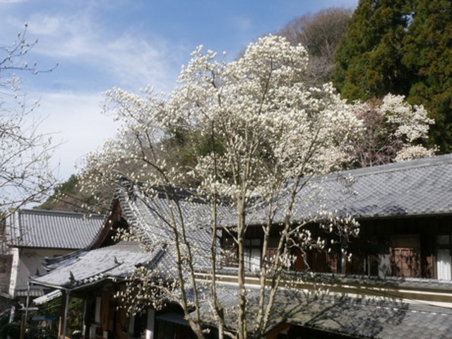 もくれん観音 大宝寺
