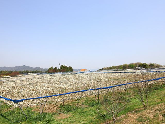 いえきち梨園