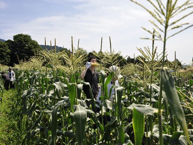 秦野いとう農園