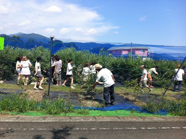 秦野いとう農園