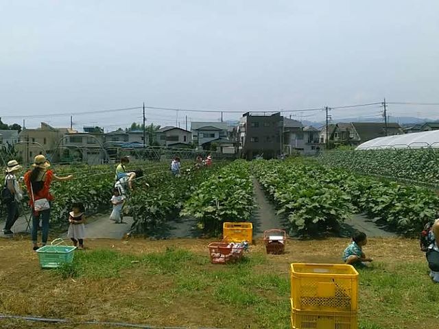 秦野いとう農園