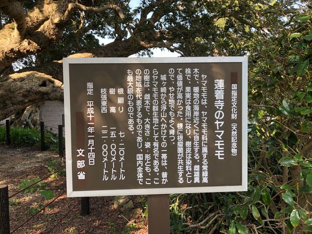 蓮着寺のヤマモモの木