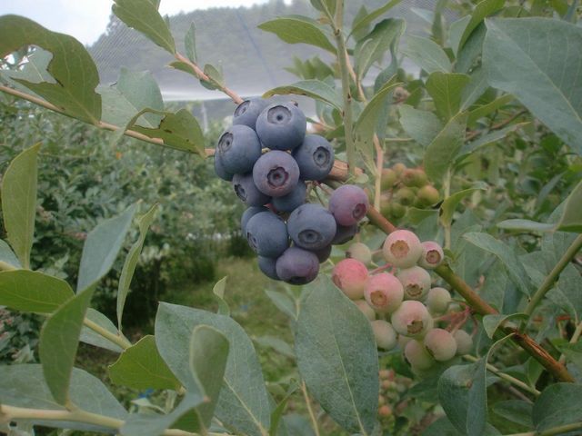 丹波篠山 伝田農産