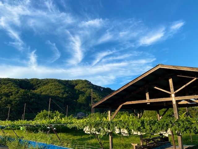 建川ぶどう園