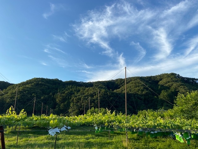 建川ぶどう園
