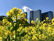 浜離宮恩賜庭園のお花畑の写真1