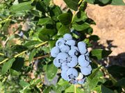 ブルーベリーの丘hopiの写真2