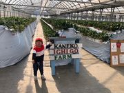 金子苺園の写真2