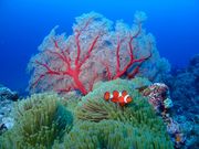 Deeva OCEANFIELD 那覇 の写真4