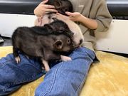 ミニブタカフェ ピグれットの写真2