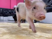 ミニブタカフェ ピグれットの写真3