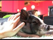 ミニブタカフェ ピグれットの写真4