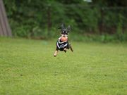 CON DOG RUNの写真4