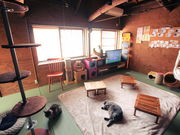 ネコリパブリック 岐阜店の写真3