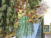 Florilegeの写真4