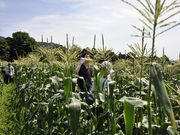 秦野いとう農園の写真2