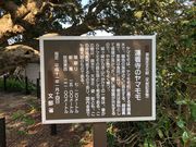 蓮着寺のヤマモモの木の写真1