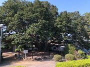 蓮着寺のヤマモモの木の写真2