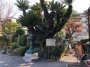 最誓寺のソテツの写真1