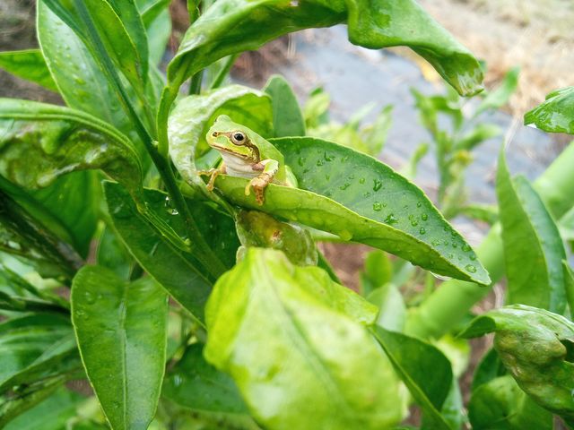菜菜彩
