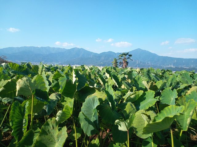 菜菜彩