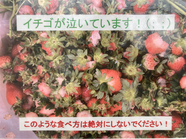 イチゴのヘタ近くにはビタミンCが豊富と言われています。ヘタ以外は残さず食べてくださいね〜♪_苺一縁