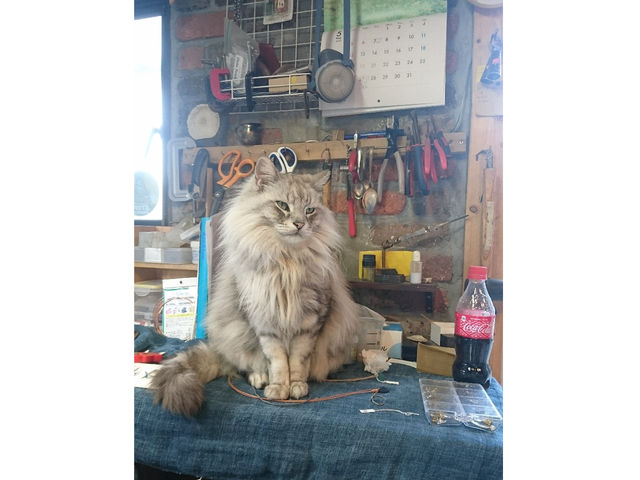 うちの看板ネコです。_KOMIYA SILVER
