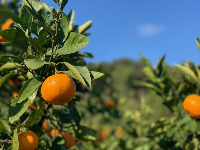 太陽園のみかん(11月)_太陽園