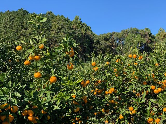 みかん狩り園_太陽園