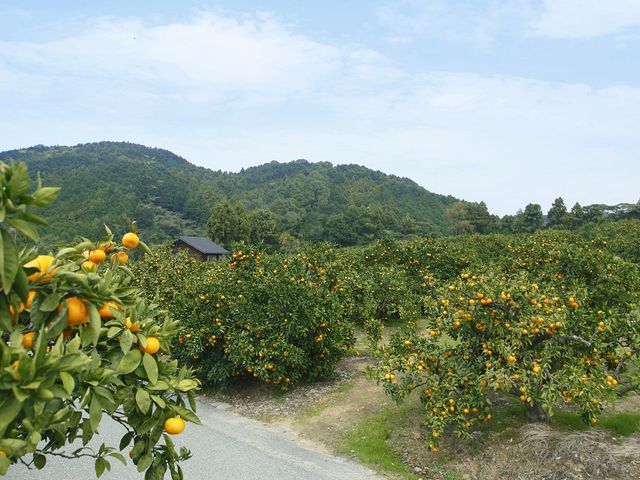 みかん狩り園(通路側から)_太陽園